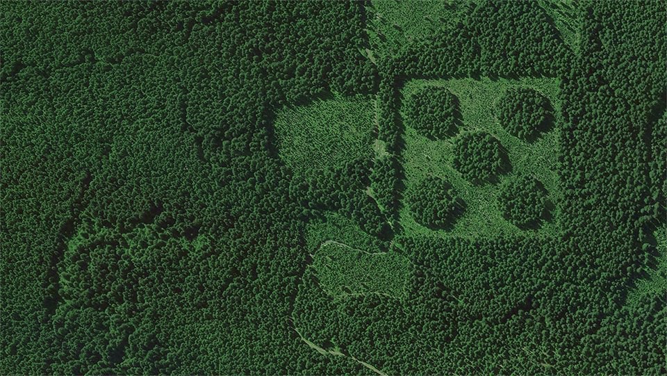 30. Деревья в Вашингтоне, США google earth, земля, фото