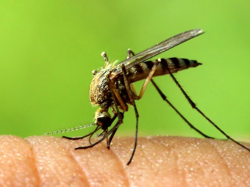 20. Чтобы выпить всю кровь из среднестатистического человека, понадобится 1,2 млн комаров (при условии, что каждый из них сделает один укус). планета интересные факты, факты