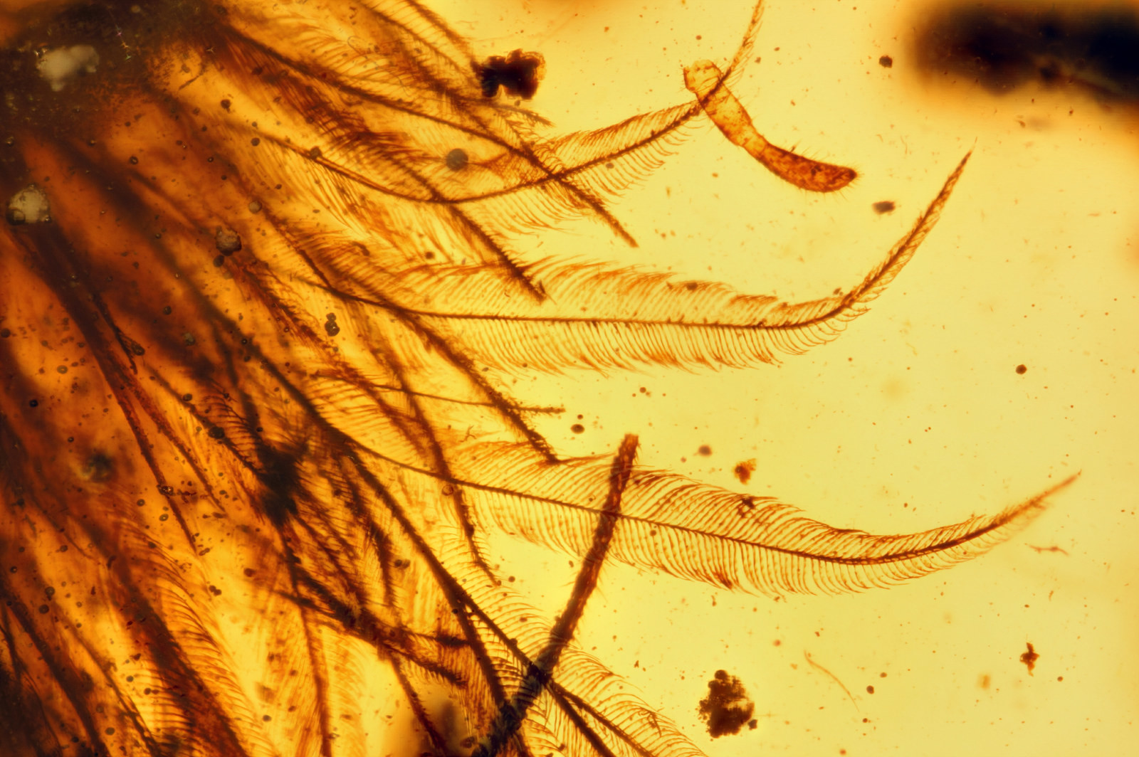 3. Перья хвоста динозавтра-минираптора, застывшие в куске янтаря 99 млн лет назад (Royal Saskatchewan Museum / RC McKellar) наука, научные исследования, научные открытия, фотографии