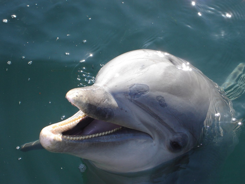случаи нападения дельфинов