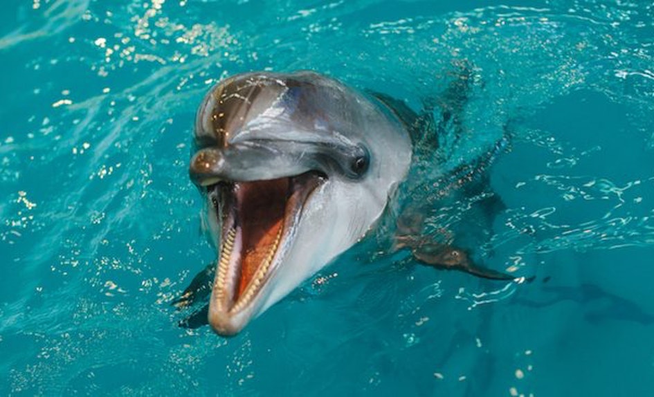 нападение дельфинов