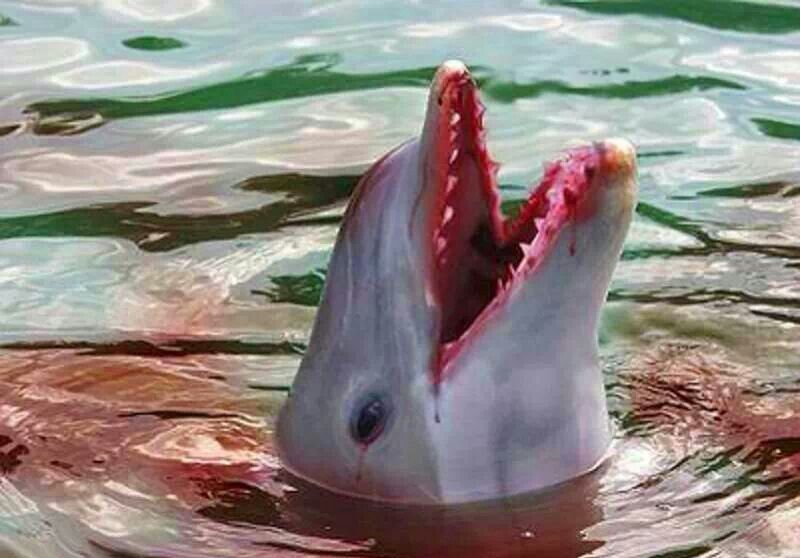 нападение дельфинов на человека