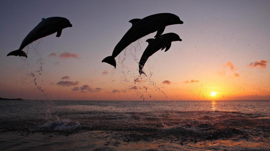 нападение дельфинов на людей в море