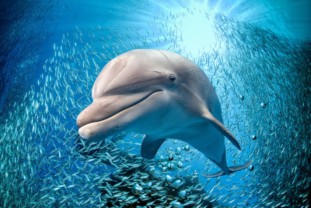нападение дельфинов на людей в океане