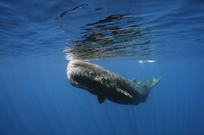 самый крупный кит в мире