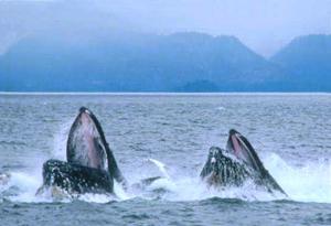 разные виды китов