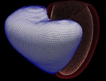 3D моделирование сердца и искусственный интеллект могут прогнозировать исход сердечно-сосудистых заболеваний