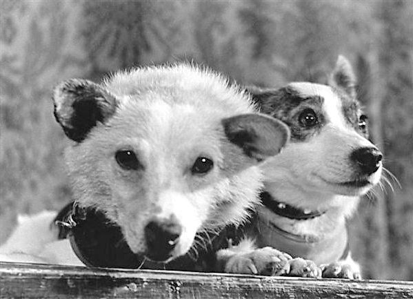 Белка и Стрелка - собаки совершившие знаменитый орбитальный полет на корабле Спутник-2