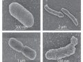 Обычные и модифицированные бактерии © Caforio et al., PNAS, 2018