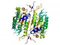 Структура белка каспаза-2 © Emw/Wikimedia Commons