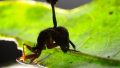 Тропический муравей-древоточец, зараженный грибком Ophiocordyceps © David Hughes, Penn State
