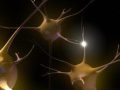 Передача сигнала между нейронами посредством синапса © Emily Evans/Wellcome Images