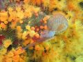 Медуза, захваченная коралловыми полипами © Musco et al.