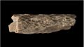 Кость, из которой была выделена ДНК © Thomas Higham, University of Oxford