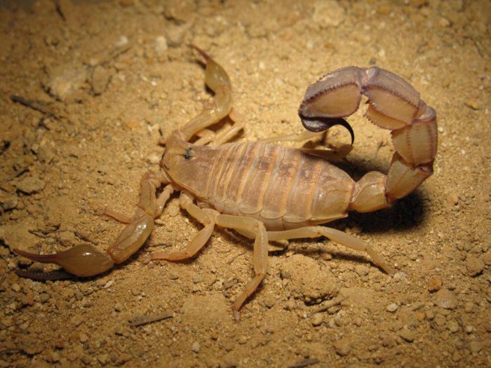 Желтый толстохвостый скорпион (южный андроктонус)