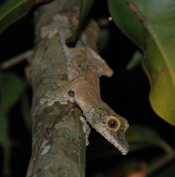 Маскировка животных фото и описание - Листохвостый геккон