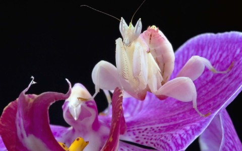 Орхидейный богомол