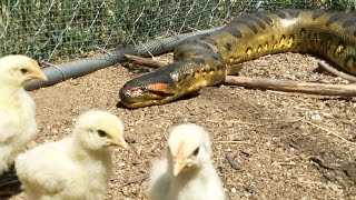 Anaconda Enters Chicken Coup to Feed, Catches 2 Birds at Same Time