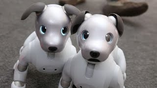 Aibo de Sony: El perrito robot es más adorable en su segunda versión
