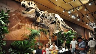 Dinosaur Skeleton , Kids Dig Dinosaur Bones And Fossils Replica For Utah Dinosaur Museum