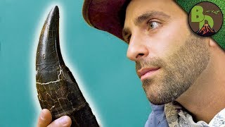 The MOST FAMOUS DINOSAUR Tooth!