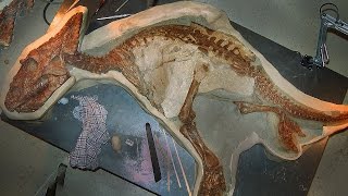 12 BEST Preserved Fossils