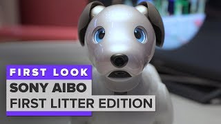 We played with Aibo: Sony