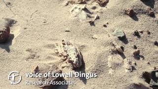 How Are Dinosaur Fossils Discovered and Collected?