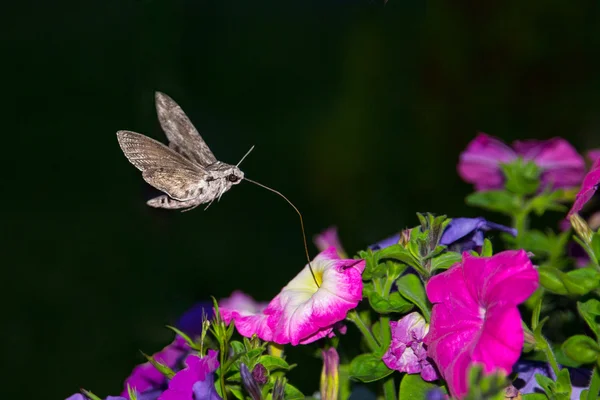 Привет Хок moth, Бражник — стоковое фото