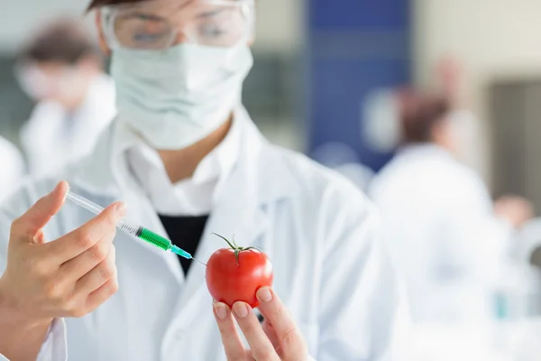 Студент инъекционных помидор в лаборатории — стоковое фото