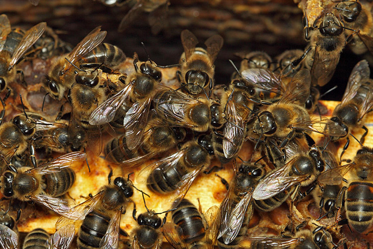 Пчелы вымирают - в чем причина?