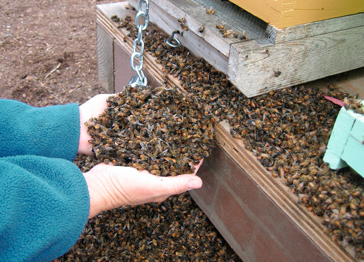 Почему вымирают пчёлы - причины и последствия