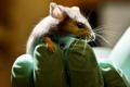 Популяцию рептилий на Гуаме будут снижать с помощью отравленных мышей