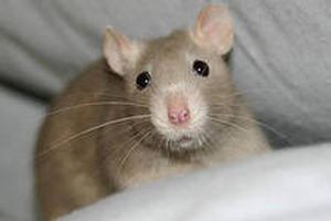 Крысы двигают глазами в противоположных направлениях