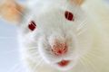 Биологи успешно испытали протез сетчатки глаза на живых крысах