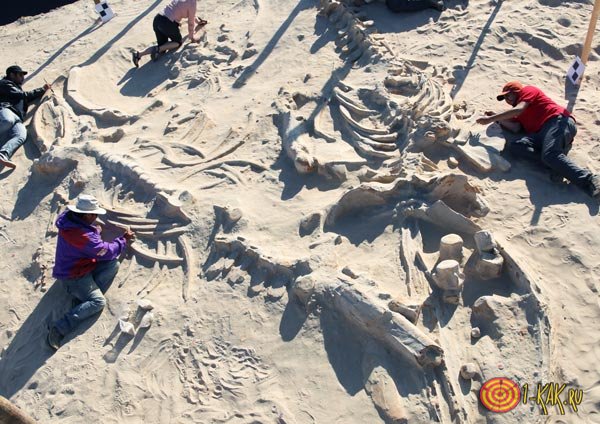 Палеонтологи занимаются останками ящеров