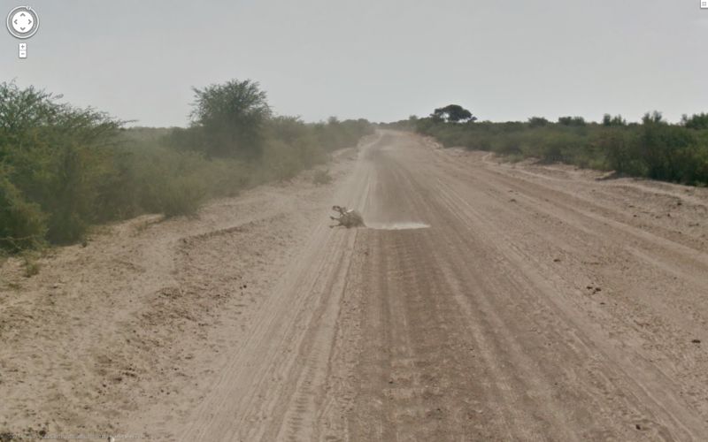 Гугломобиль обвинили в убийстве ботсванского осла