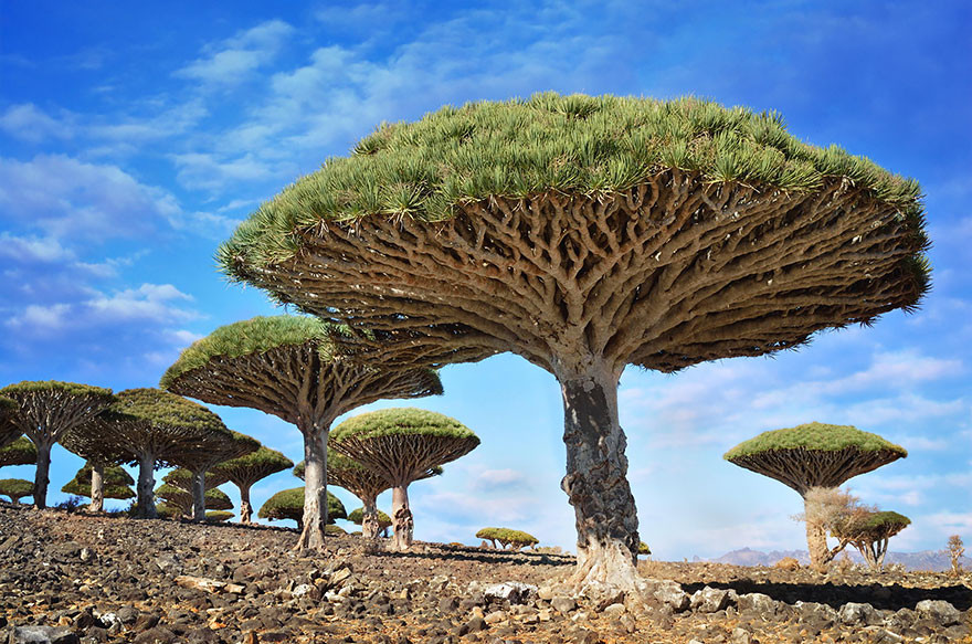 9. Драцены киноварно-красные, остров Сокотра, Йемен земля, красота, планета, природа