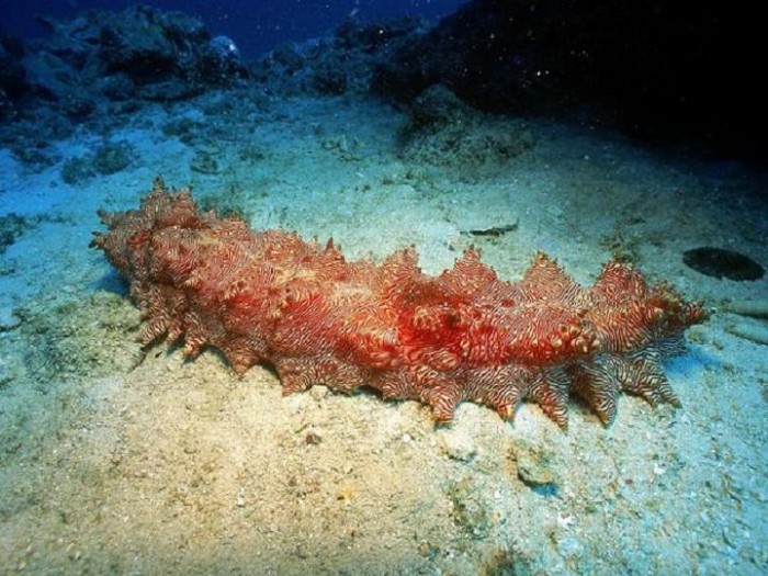 Морской огурец Psammothuria Ganapati земля, маленькие, существа