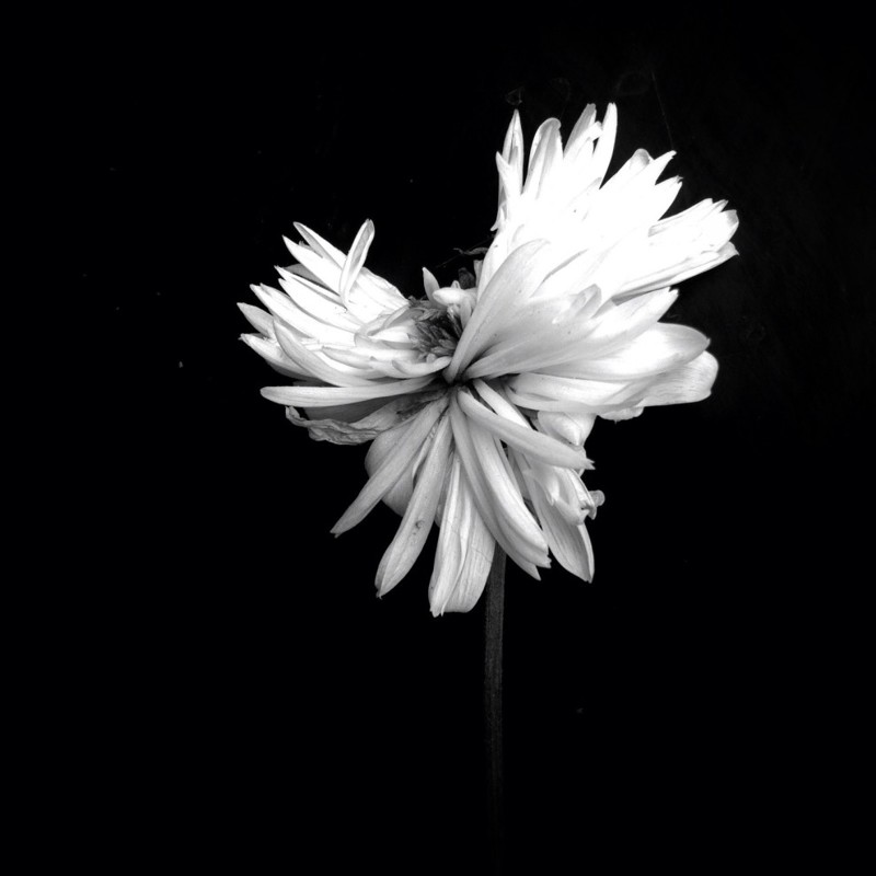 Категория "Цветы", 2 место - Амо Пассико, Франция айфон, искусство, фотография