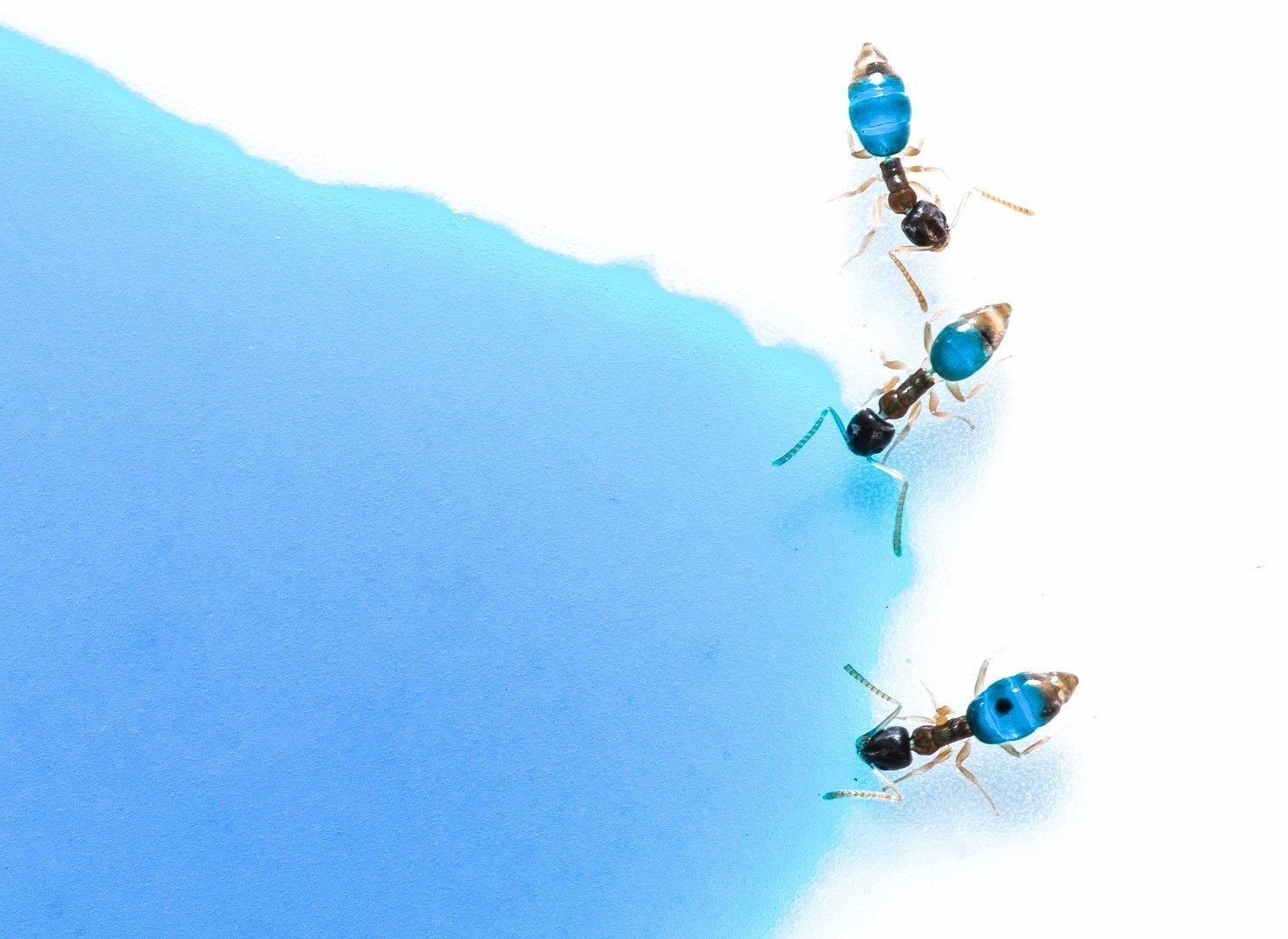 14. Посиневшие муравьи, питавшиеся окрашенным в синий цвет сахарным сиропом (Andre Castellan / Royal Photography Society International Images for Science) наука, научные исследования, научные открытия, фотографии