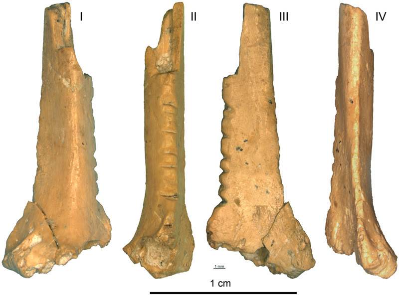 Зарубки на костях интересное, история, неандертальцы