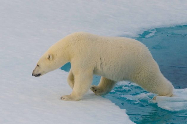 Интересные факты: белых медведей нельзя обнаружить с помощью тепловизора
