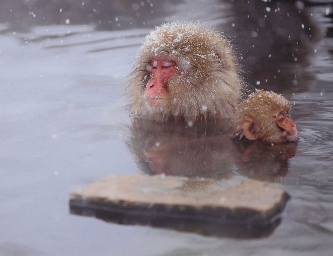 Царство снежных обезьян в Японии