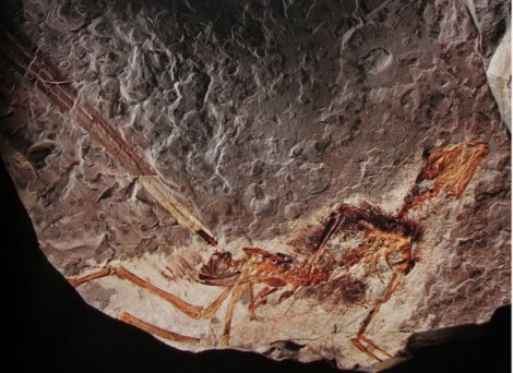 На скелете Епидексиптерикса Гуи ученые не обнаружили долгого костяного хвоста, а взамен - длинные перья на коротком редуцированном отростке как у настоящих птиц.