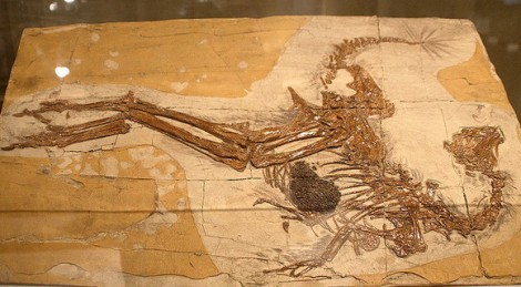 Скелет Каудиптерикса Зои и отпечатки его перьев.