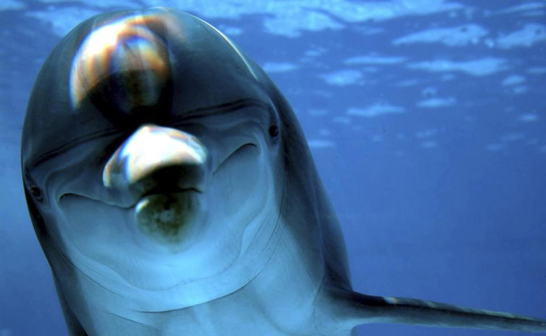 Размеры Мозг взрослого дельфина весит больше, чем мозг человека — 1700 граммов и 1400 соотвественно. Кроме того, у дельфинов в коре головного мозга находится в два раза больше извилин, чем у нас.