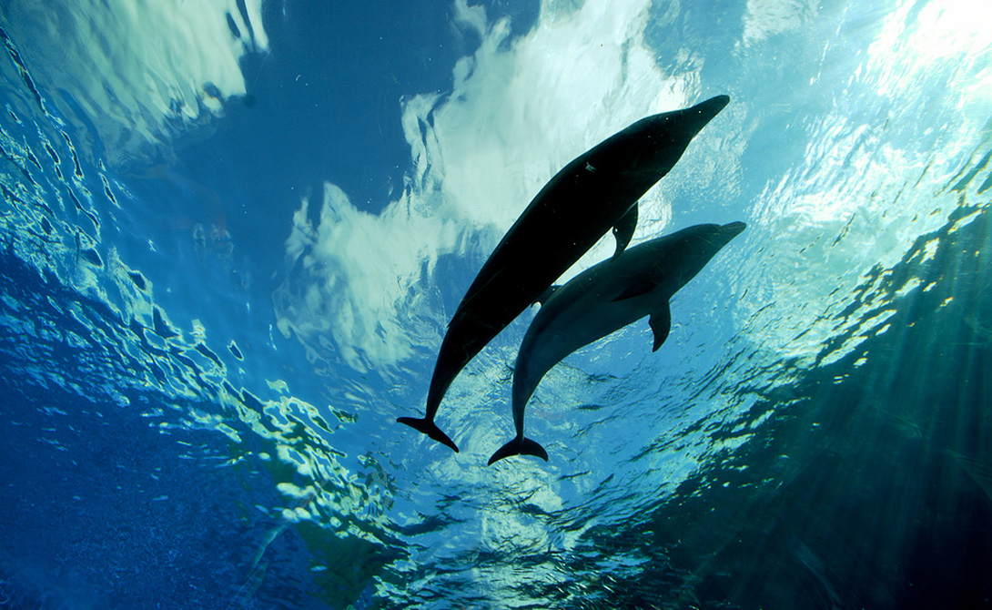 Логическое мышление Ученые выяснили, что дельфины обладают зачатками логического мышления. Это высшая форма развития разума, которую никто не ожидал встретить у млекопитающих. Дельфины оказались способны решать различные сложные загадки, находить ответы на комплексные вопросы и даже подстраивать свое поведение в зависимости от новых обстоятельств, заданных человеком.