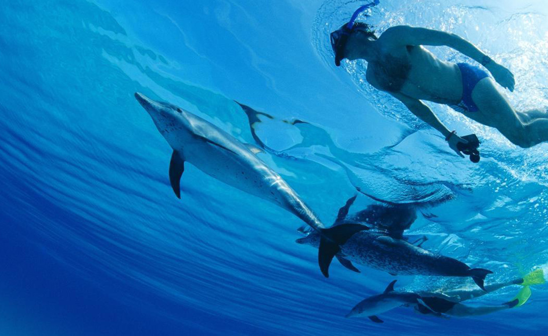 Эхолокация Общее число нервных клеток у дельфина выше, чем у человека. Это, отчасти, объясняется способностью млекопитающих к эхолокации: они буквально видят ушами. Расположенная на голове акустическая линза фокусирует ультразвук, которым дельфин «ощупывает» подводные объекты, определяя их форму.