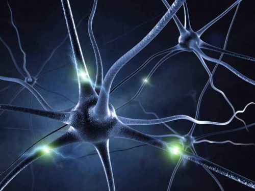 Мозг состоит из нейронов и разнообразных клеточных глиев